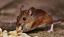 smart-pest-monitoring-systems Experts in Huntington Mills